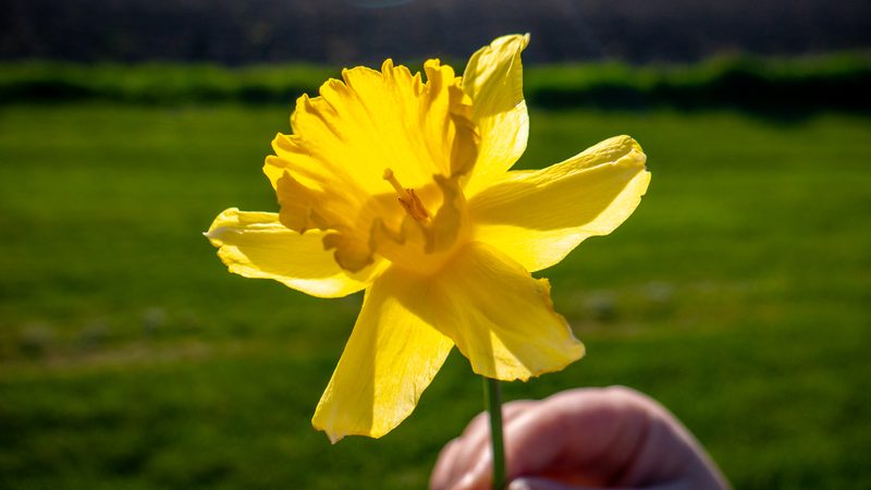A yellow flower held against a dark green background.